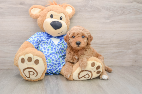 Best Mini Goldendoodle Baby