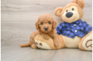 Funny Mini Goldendoodle Poodle Mix Pup
