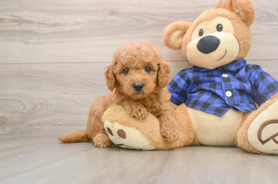 Funny Mini Goldendoodle Poodle Mix Pup