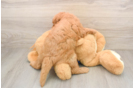 Best Mini Goldendoodle Baby
