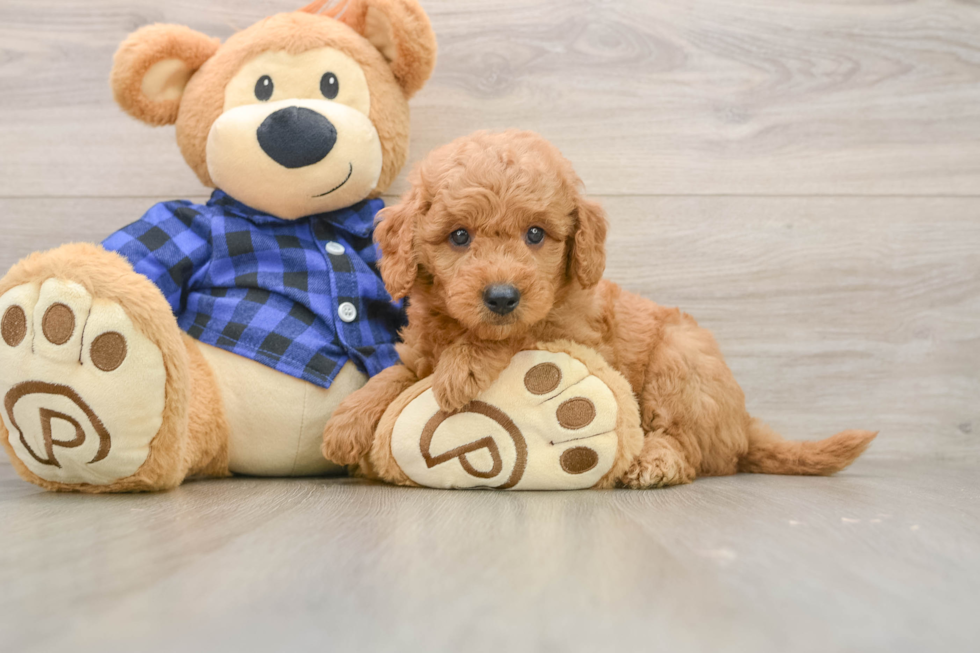 Petite Mini Goldendoodle Poodle Mix Pup