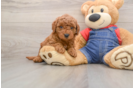 Mini Goldendoodle Pup Being Cute
