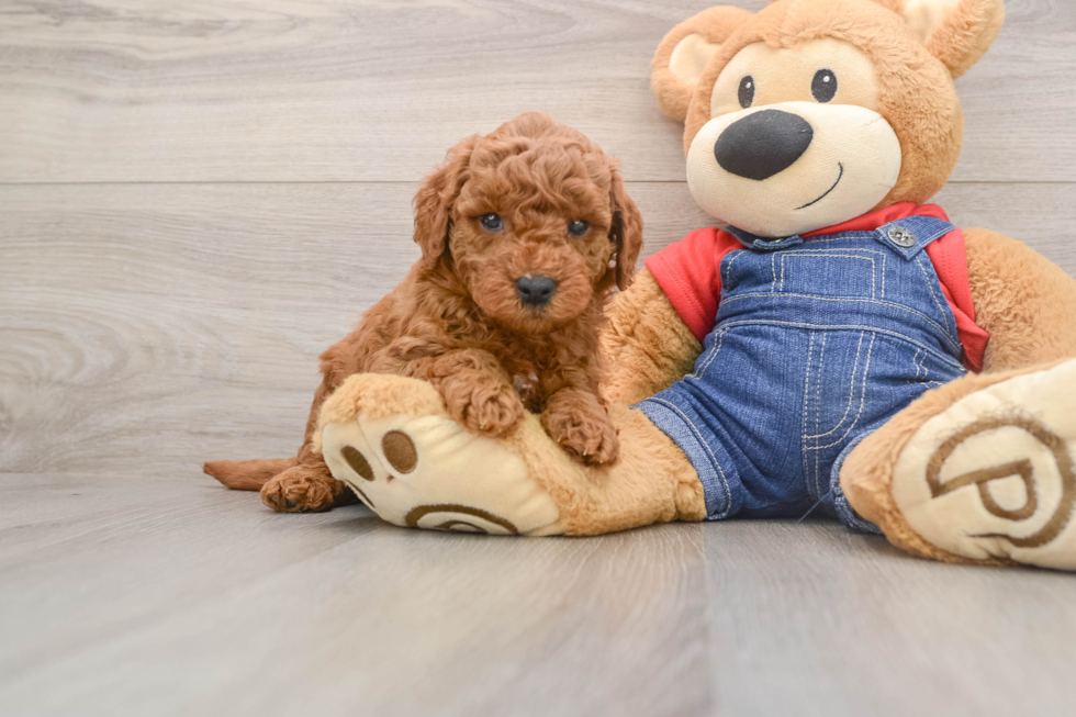 Mini Goldendoodle Pup Being Cute