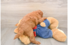 Mini Goldendoodle Pup Being Cute