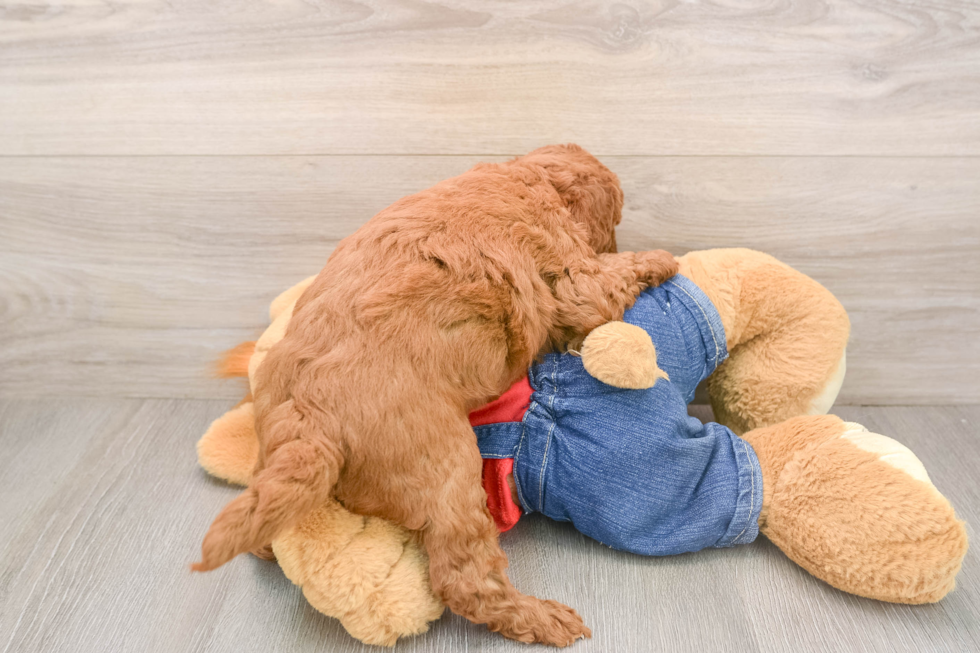 Mini Goldendoodle Pup Being Cute