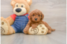 Happy Mini Goldendoodle Baby