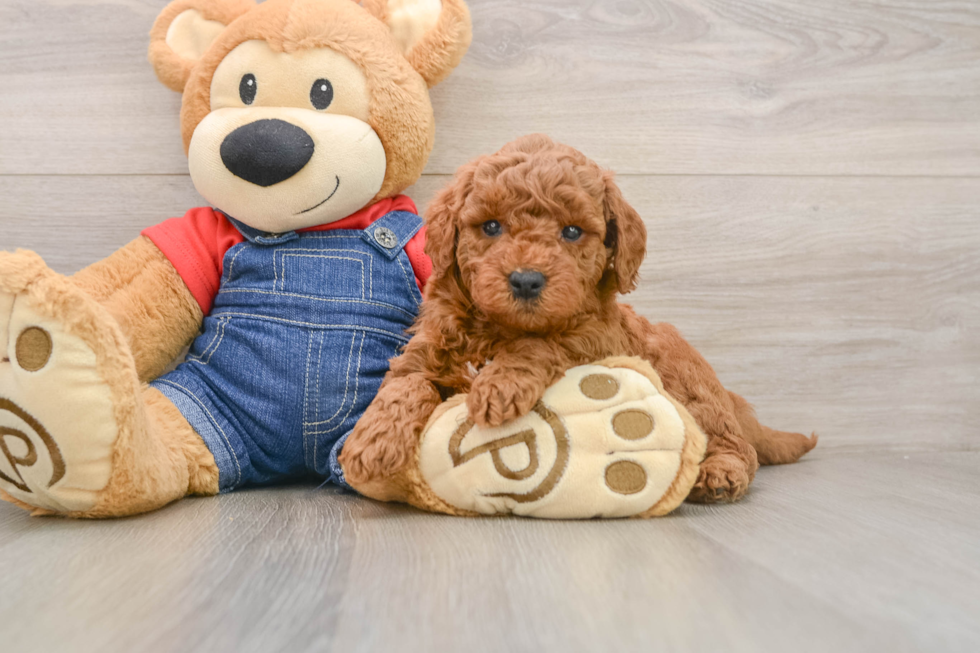 Happy Mini Goldendoodle Baby