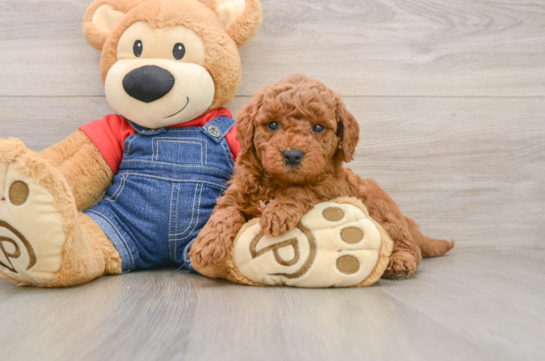 Happy Mini Goldendoodle Baby