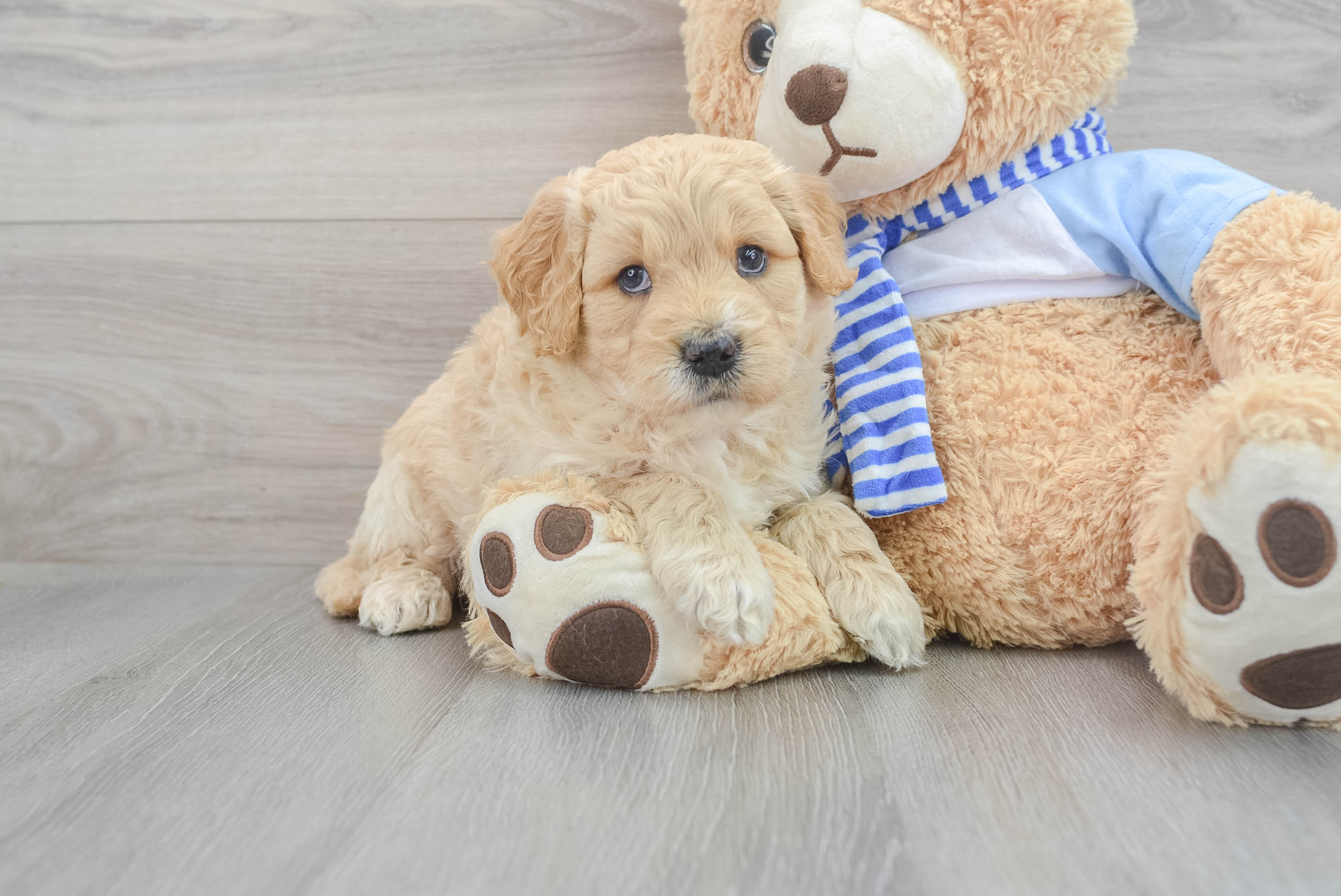 Miniature goldendoodle outlet teddy bear dog