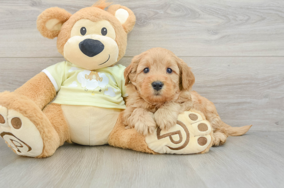 6 week old Mini Goldendoodle Puppy For Sale - Florida Fur Babies