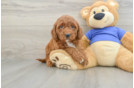 Best Mini Goldendoodle Baby
