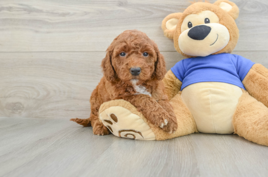 Best Mini Goldendoodle Baby