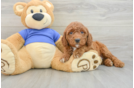 Mini Goldendoodle Pup Being Cute