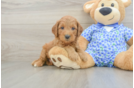 Small Mini Goldendoodle Baby