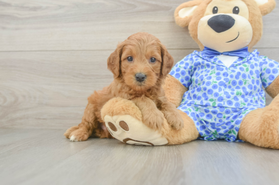 Small Mini Goldendoodle Baby