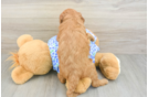 Hypoallergenic Mini Goldiepoo Poodle Mix Puppy