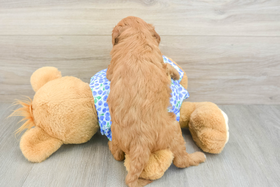 Hypoallergenic Mini Goldiepoo Poodle Mix Puppy