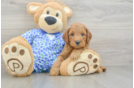 Adorable Golden Retriever Poodle Mix Poodle Mix Puppy