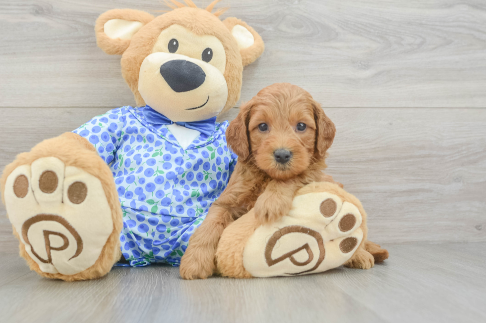 Adorable Golden Retriever Poodle Mix Poodle Mix Puppy