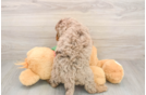 Mini Goldendoodle Puppy for Adoption