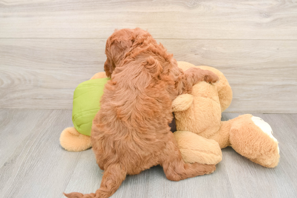 Mini Goldendoodle Pup Being Cute
