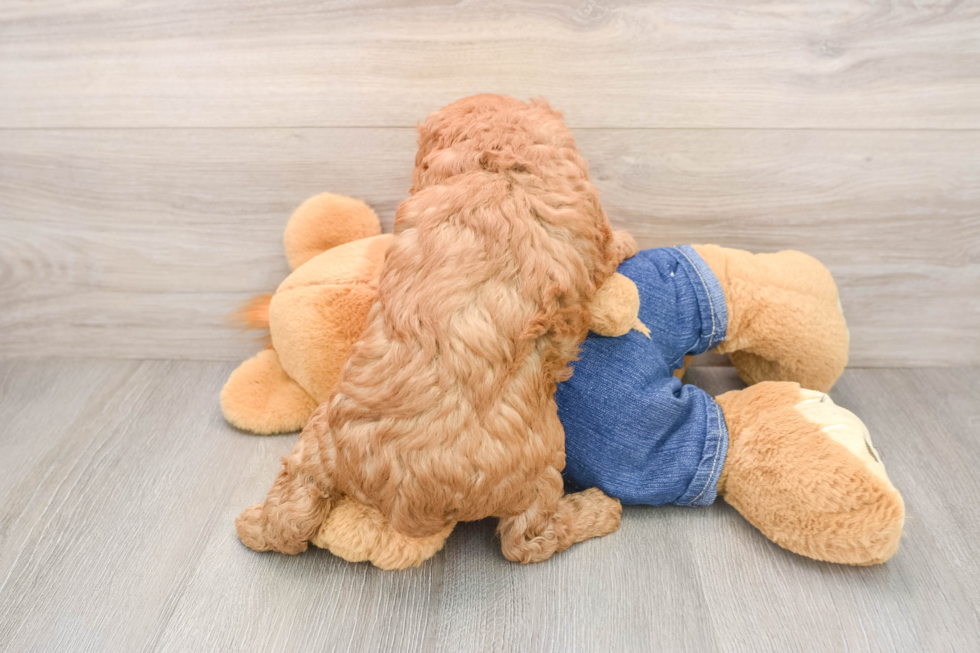 Playful Mini Groodle Poodle Mix Puppy