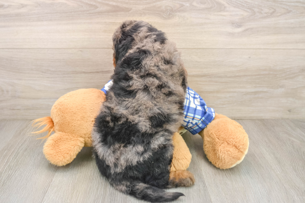 Best Mini Goldendoodle Baby