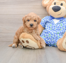 7 week old Mini Goldendoodle Puppy For Sale - Florida Fur Babies