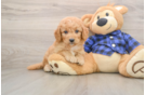 Best Mini Goldendoodle Baby