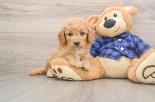 Best Mini Goldendoodle Baby