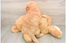 Little Mini Goldenpoo Poodle Mix Puppy