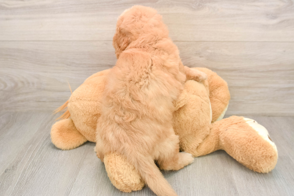 Little Mini Goldenpoo Poodle Mix Puppy