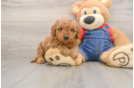 Best Mini Goldendoodle Baby