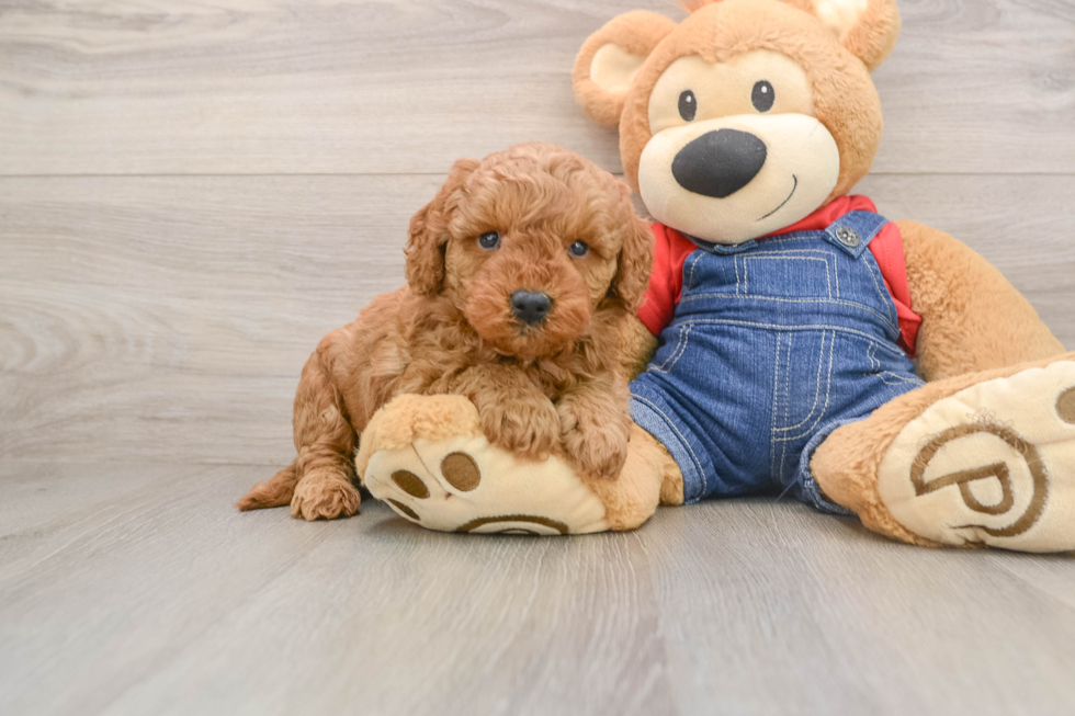 Best Mini Goldendoodle Baby