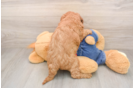 Best Mini Goldendoodle Baby