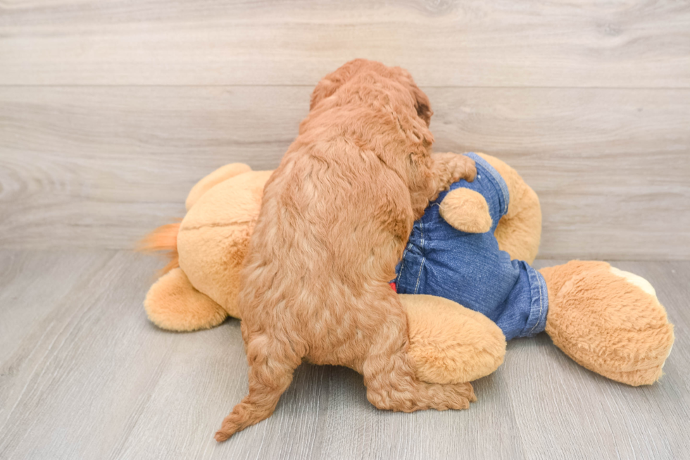 Best Mini Goldendoodle Baby