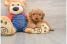 Adorable Golden Retriever Poodle Mix Poodle Mix Puppy