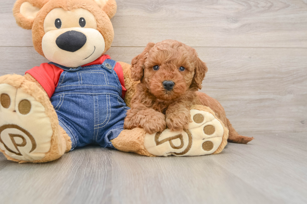 Adorable Golden Retriever Poodle Mix Poodle Mix Puppy