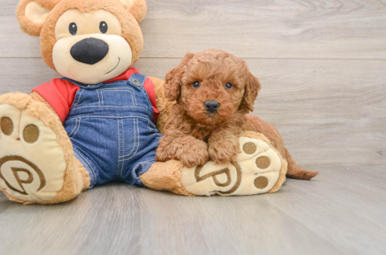 Adorable Golden Retriever Poodle Mix Poodle Mix Puppy
