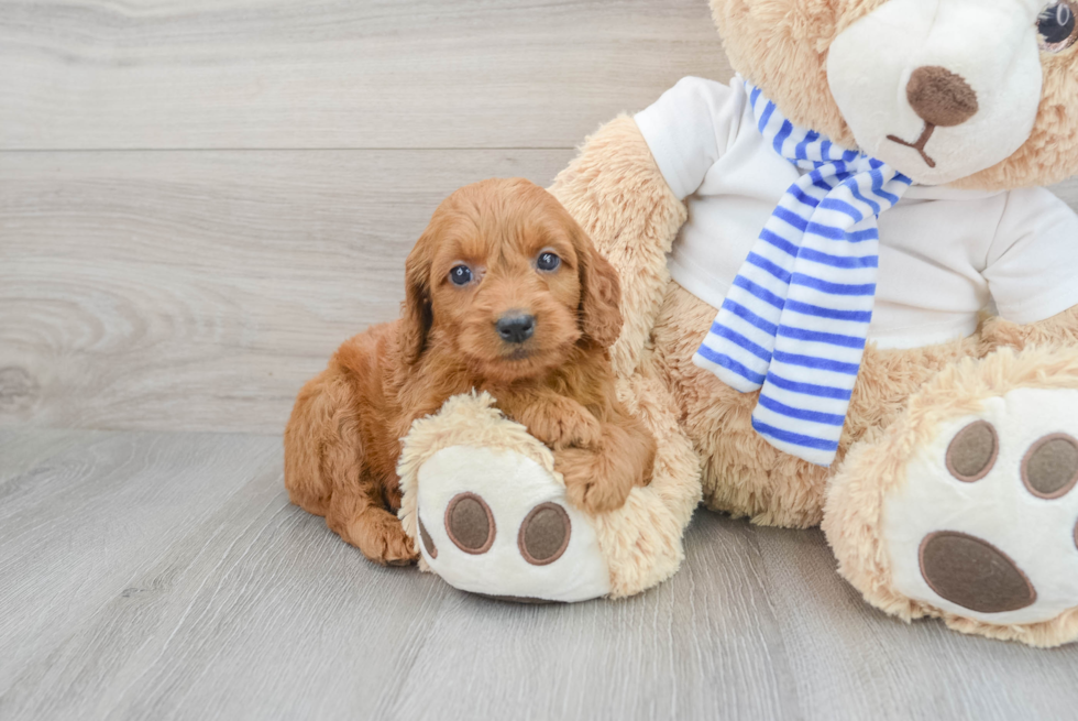 Happy Mini Goldendoodle Baby
