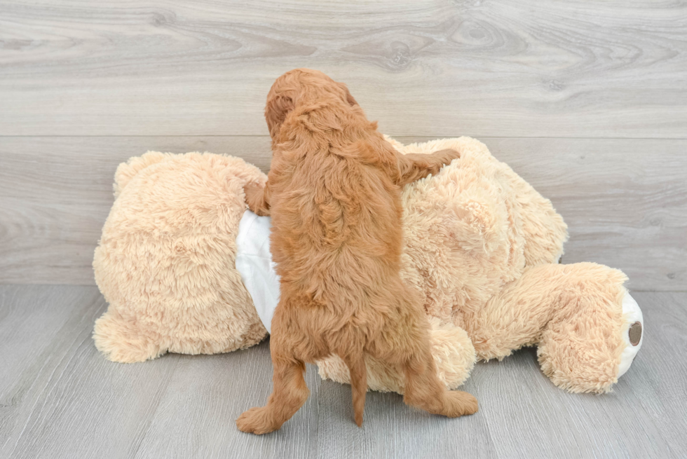 Mini Goldendoodle Puppy for Adoption