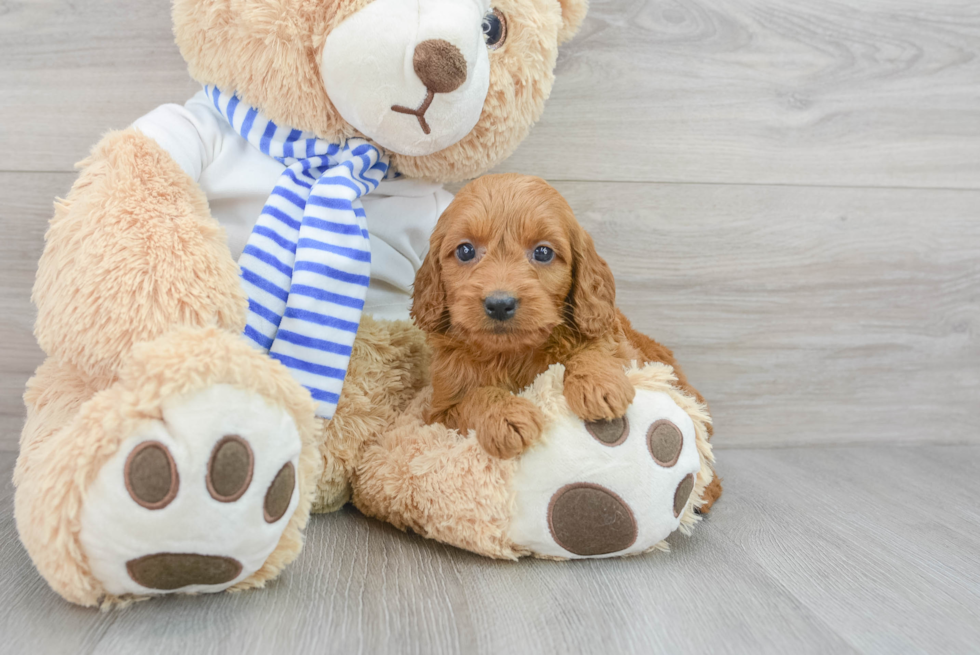Mini Goldendoodle Pup Being Cute
