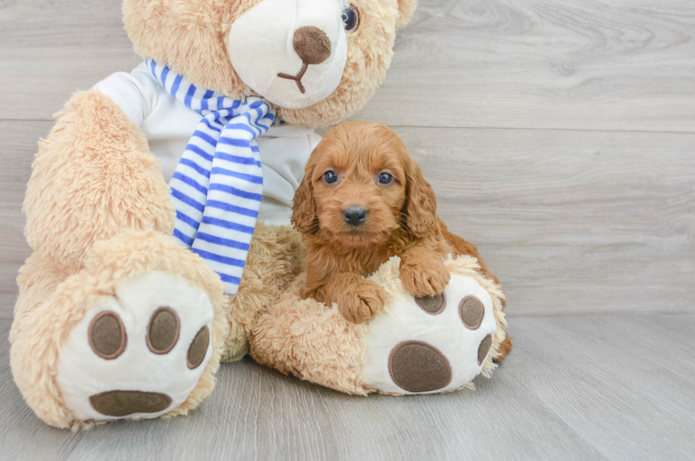 7 week old Mini Goldendoodle Puppy For Sale - Florida Fur Babies