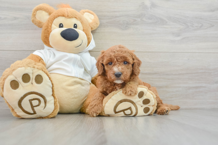 Mini Goldendoodle Pup Being Cute