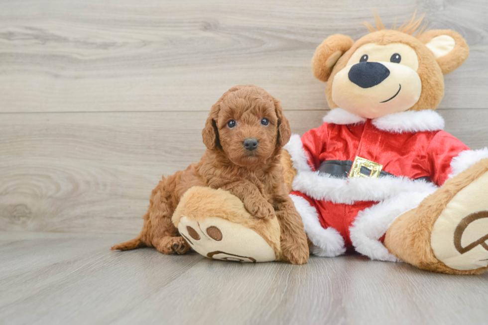 Best Mini Goldendoodle Baby