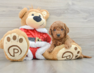 6 week old Mini Goldendoodle Puppy For Sale - Florida Fur Babies