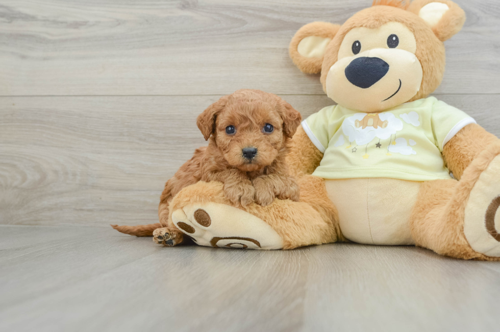 8 week old Mini Goldendoodle Puppy For Sale - Florida Fur Babies