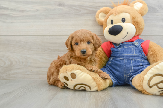 Funny Mini Goldendoodle Poodle Mix Pup