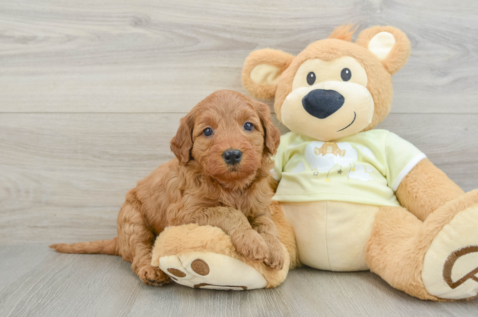 6 week old Mini Goldendoodle Puppy For Sale - Florida Fur Babies