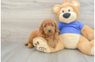 Friendly Mini Goldendoodle Baby